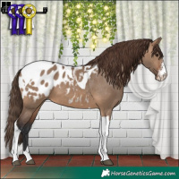 Horse Color:Brown Dun Sabino Tobiano Appaloosa 