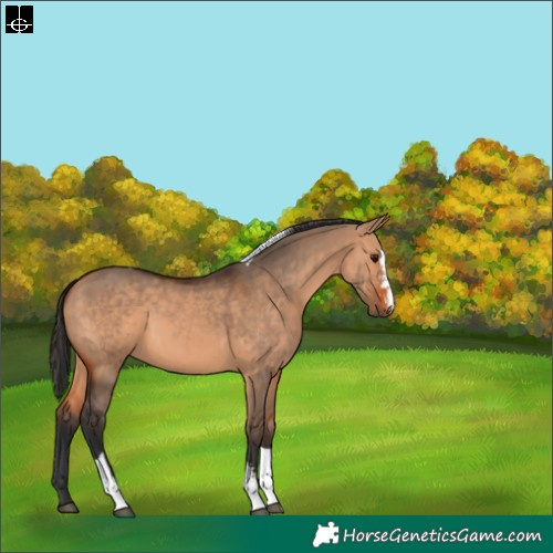 Horse Color:Brown Dun Sabino Tobiano 