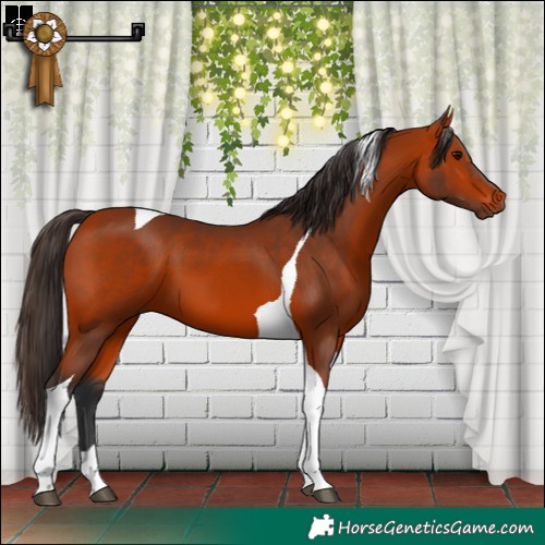 Horse Color:Bay Tobiano 