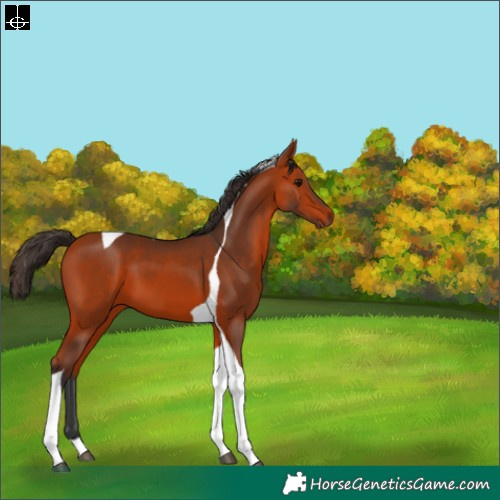 Horse Color:Bay Tobiano 