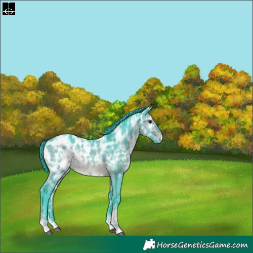 Horse Color:Watercolor White Spotted Brown Ice Dun Sabino Appaloosa