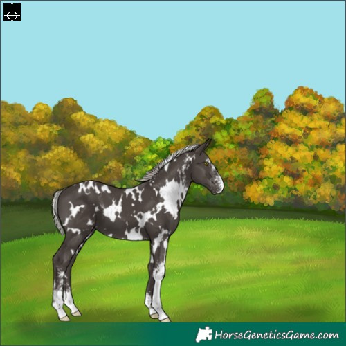 Horse Color:White Spotted Silver Black Mushroom Sabino 