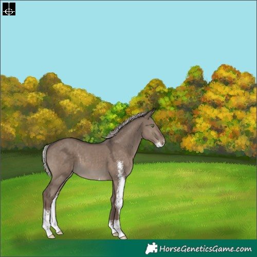Horse Color:Silver Grullo Sabino 