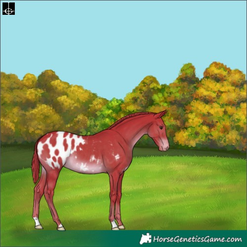 Horse Color:Watercolor Liver Chestnut Appaloosa 