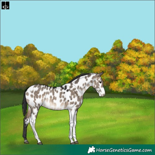 Horse Color:Brown Dun Sabino Tobiano Appaloosa 