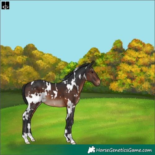 Horse Color:White Spotted Brown 