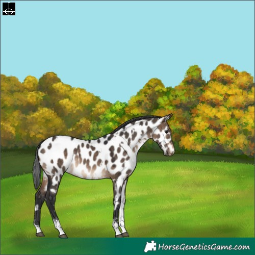 Horse Color:White Spotted Brown Dun Sabino Appaloosa