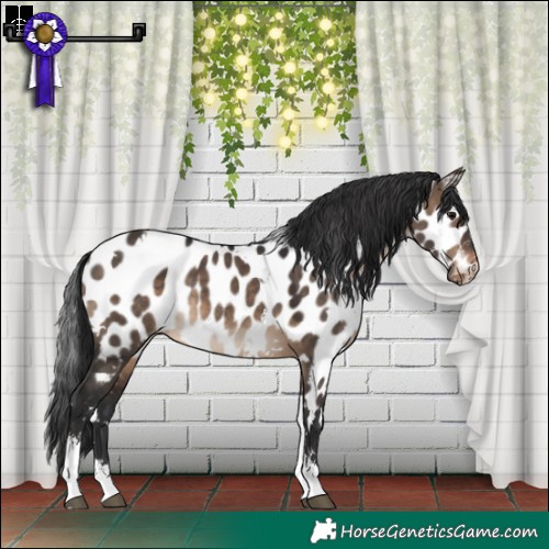 Horse Color:White Spotted Brown Dun Sabino Near Leopard 
