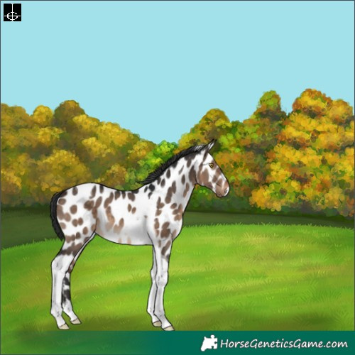 Horse Color:Brown Dun Tobiano Appaloosa 