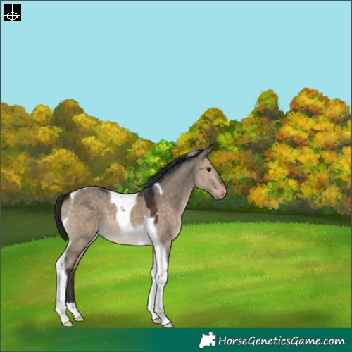 Horse Color:Brown Dun Tobiano 