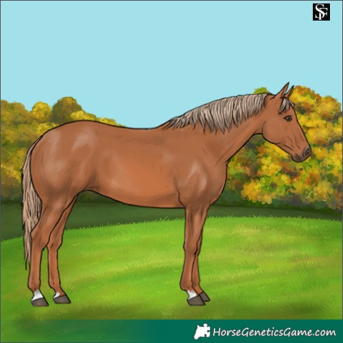 Horse Color:Chestnut 
