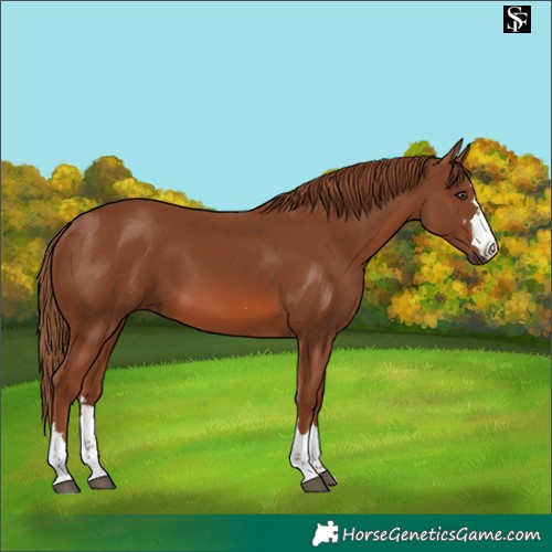 Horse Color:Chestnut 