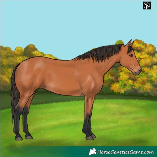 Horse Color:Bay 
