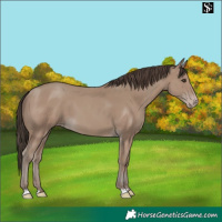 Horse Color:Classic Champagne