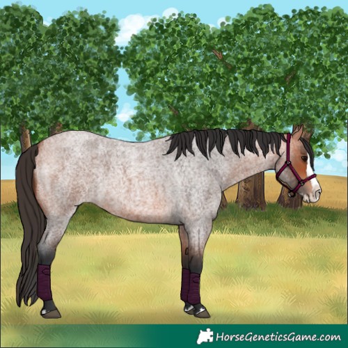 Horse Color:Bay Roan Splash