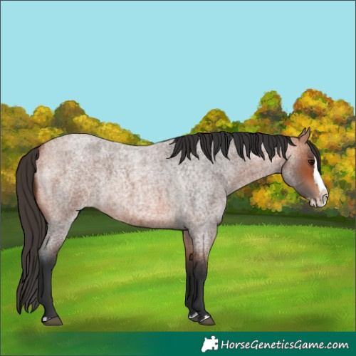 Horse Color:Unknown 