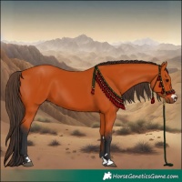 Horse Color:Bay 