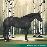Horse Color:Black 
