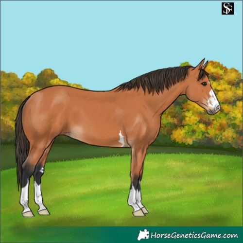 Horse Color:Bay 