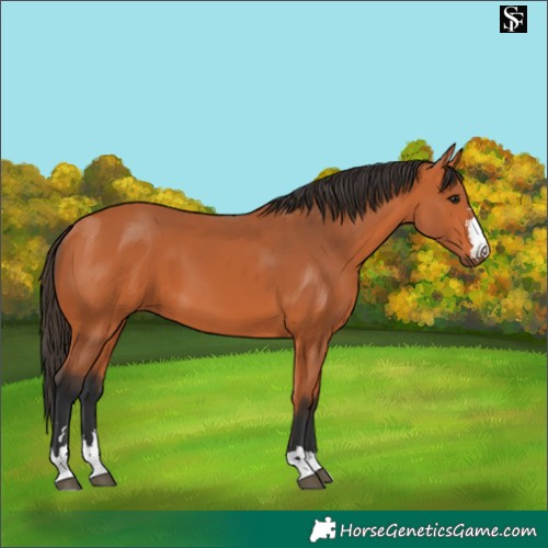 Horse Color:Bay 