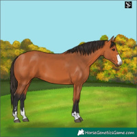 Horse Color:Bay 