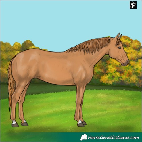 Horse Color:Chestnut 
