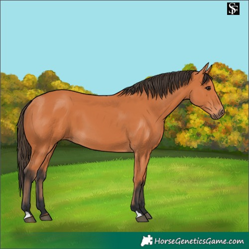 Horse Color:Bay 