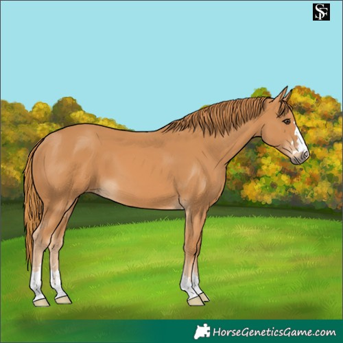 Horse Color:Chestnut 