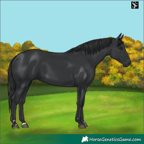 Horse Color:Black 