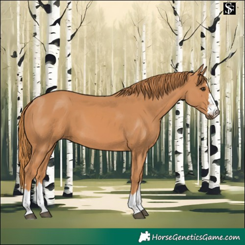 Horse Color:Chestnut 