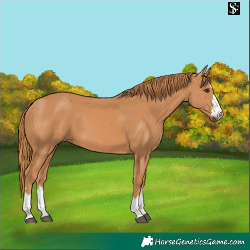 Horse Color:Chestnut 