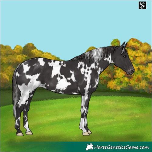 Horse Color:White Spotted Smoky Black Varnish 