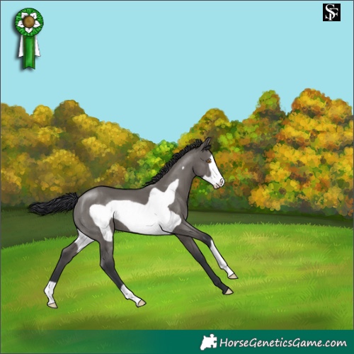 Horse Color:Grullo Frame 