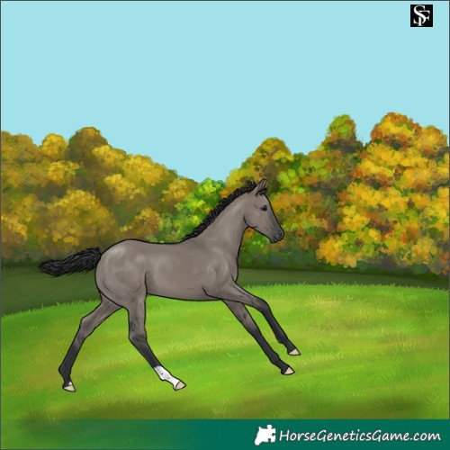 Horse Color:Grullo 