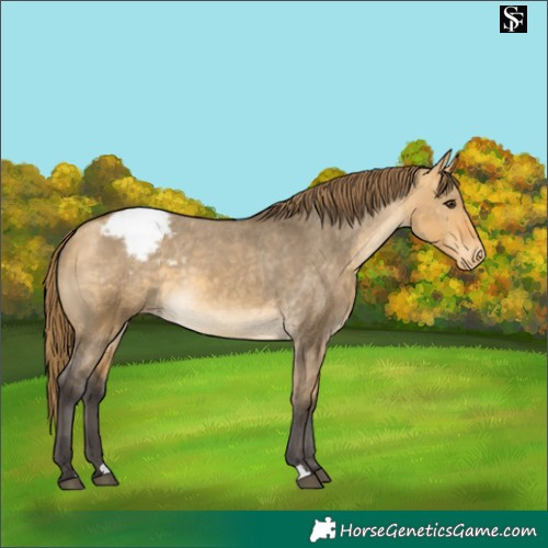 Horse Color:Buckskin Dun Varnish 