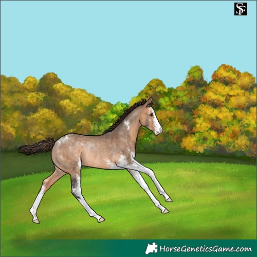 Horse Color:Brown Dun Sabino Appaloosa Rabicano 