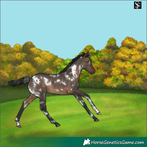 Horse Color:White Spotted Brown Dun 