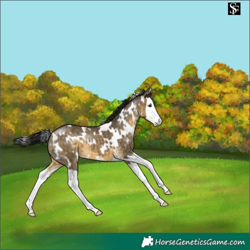 Horse Color:White Spotted Buckskin Dun Sabino Splash Appaloosa 