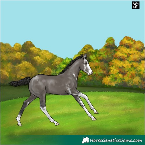 Horse Color:Grullo Sabino Varnish 