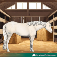 Horse Color:Palomino Pearl Sabino