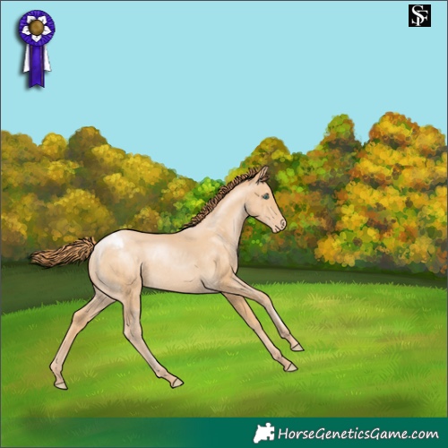 Horse Color:Smoky Black Pearl Appaloosa