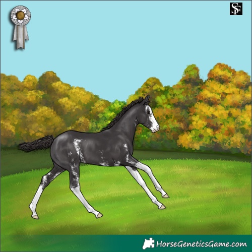 Horse Color:Smoky Black Sabino Appaloosa 