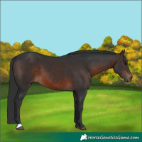 Horse Color:Brown 