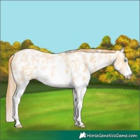 Horse Color:Buckskin Pearl Sabino