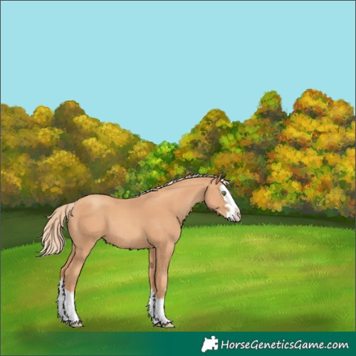 Horse Color:Gold Champagne Splash