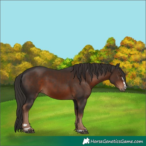Horse Color:Liver Chestnut 