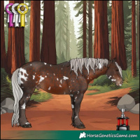 Horse Color:White Spotted Silver Brown Skewed Appaloosa 