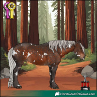 Horse Color:White Spotted Silver Brown Skewed Appaloosa