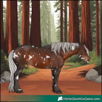 Horse Color:White Spotted Silver Brown Skewed Appaloosa 