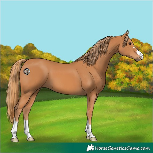 Horse Color:Chestnut 
